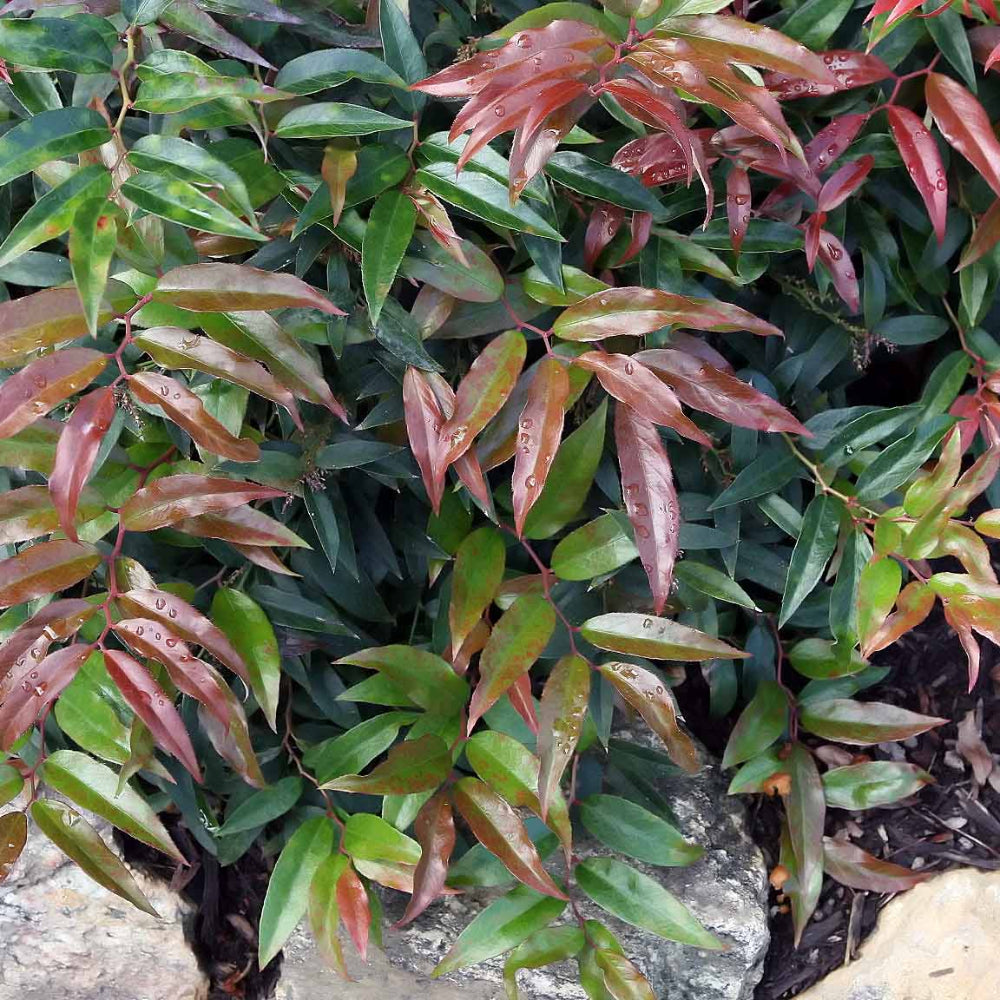 Leucothoe, Burning Love #2 – Greenwood Creek Nursery