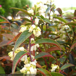 Load image into Gallery viewer, Leucothoe, Coast #3