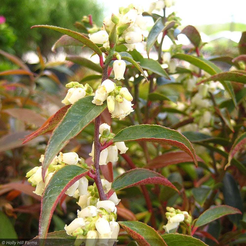 Leucothoe, Coast #3
