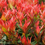 Load image into Gallery viewer, Leucothoe, Little Flames #2