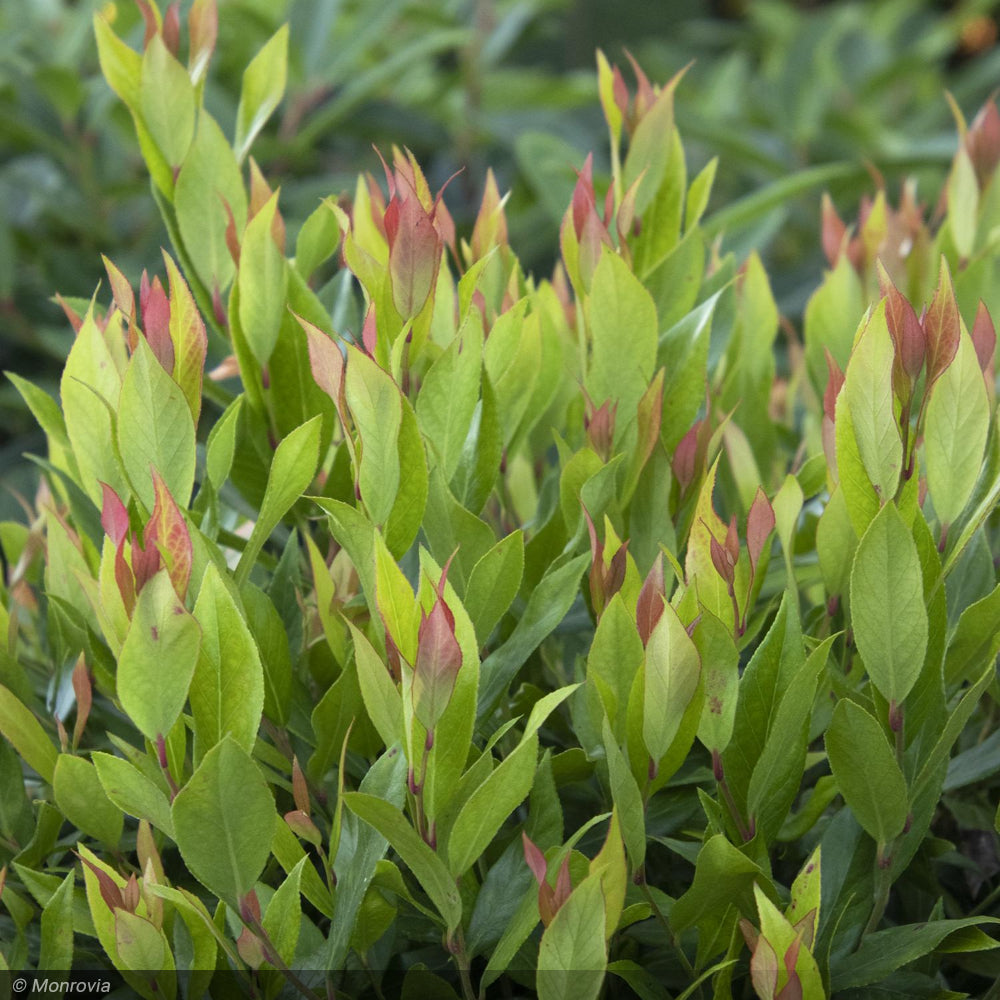 Leucothoe, Little Flames #2