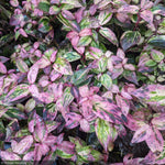Load image into Gallery viewer, Leucothoe, Paisley Pup #2