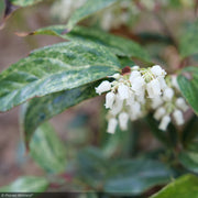 Leucothoe, Paisley Pup #3