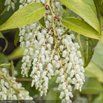 Load image into Gallery viewer, Leucothoe, Rainbow #3