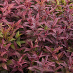 Load image into Gallery viewer, Leucothoe, Scarletta #3