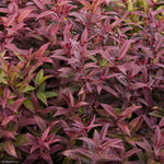 Load image into Gallery viewer, Leucothoe, Scarletta #2