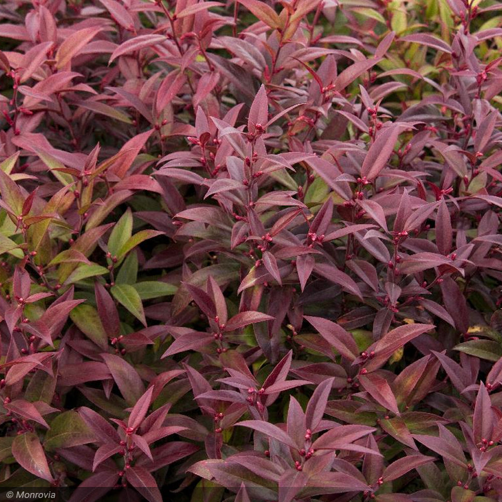 Leucothoe, Scarletta #2