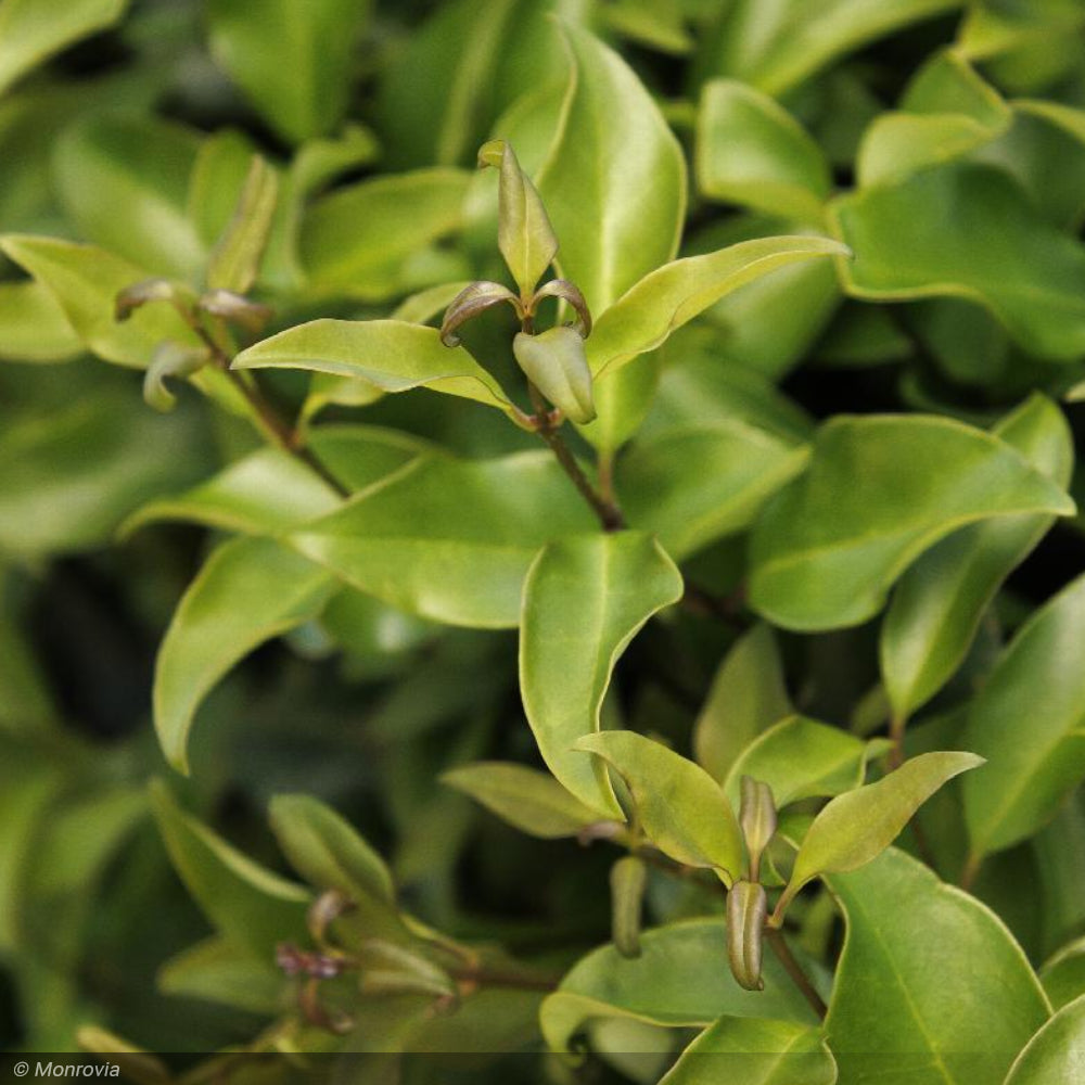 Ligustrum, Recurvifolium #7