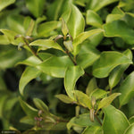 Load image into Gallery viewer, Ligustrum, Recurvifolium #25