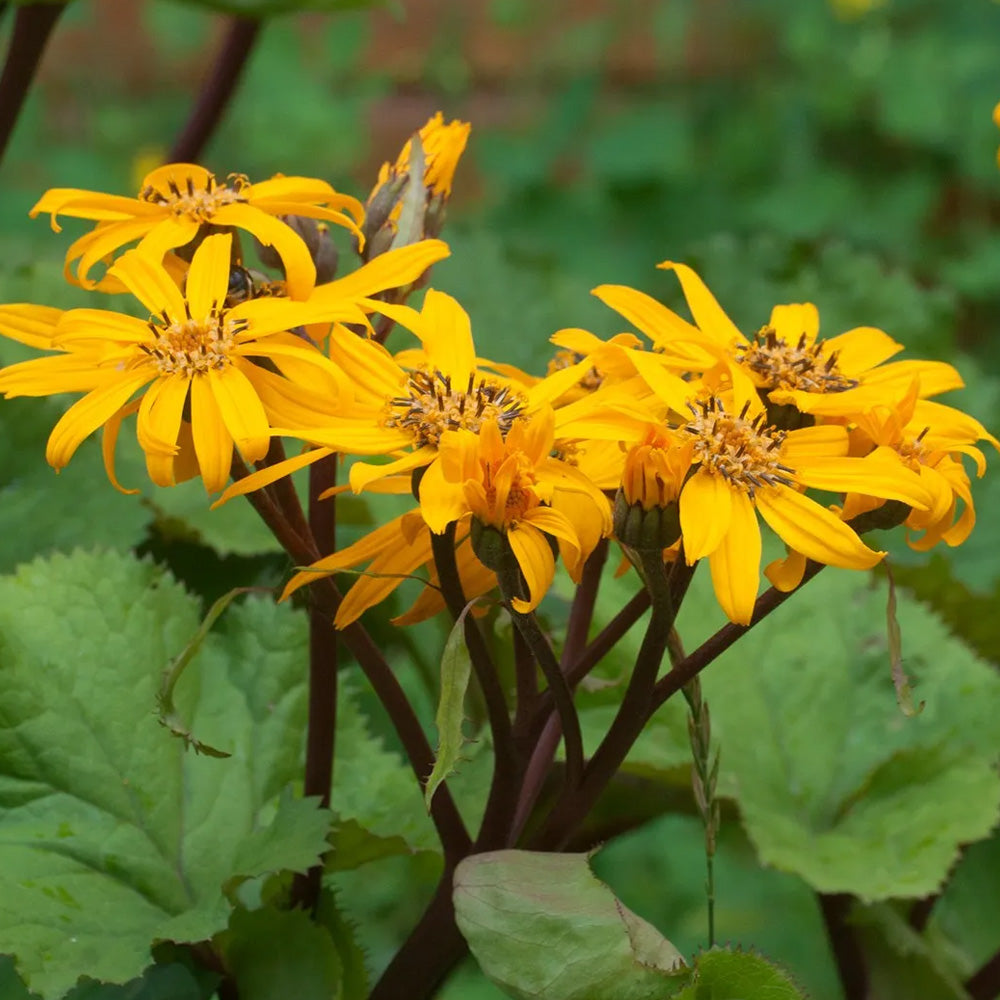 Ligularia, Desdemona #1 – Greenwood Creek Nursery