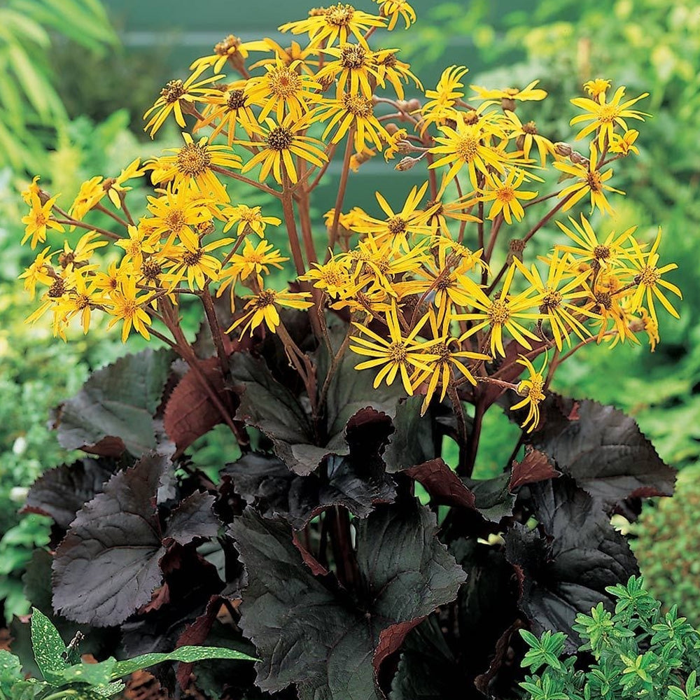 Ligularia, Pandora #1 – Greenwood Creek Nursery