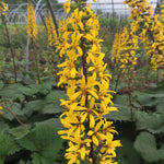 Load image into Gallery viewer, Ligularia, The Rocket #1