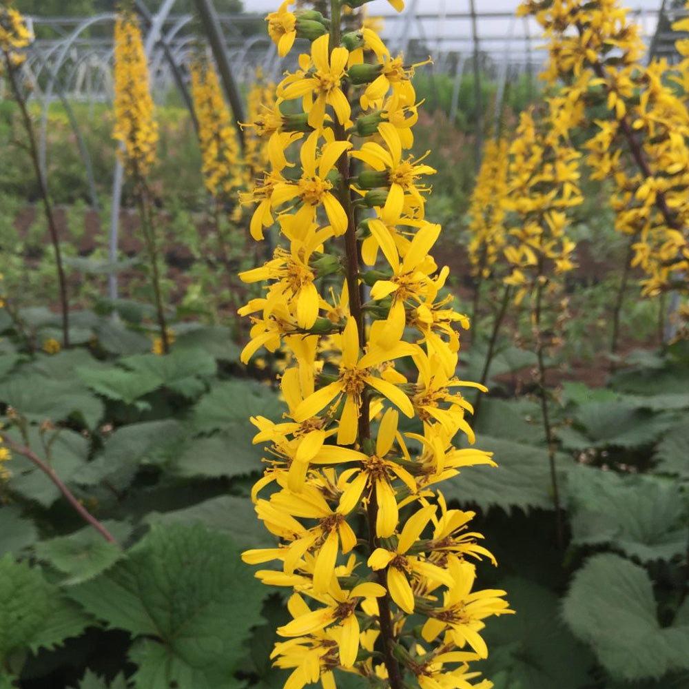 Ligularia, The Rocket #1