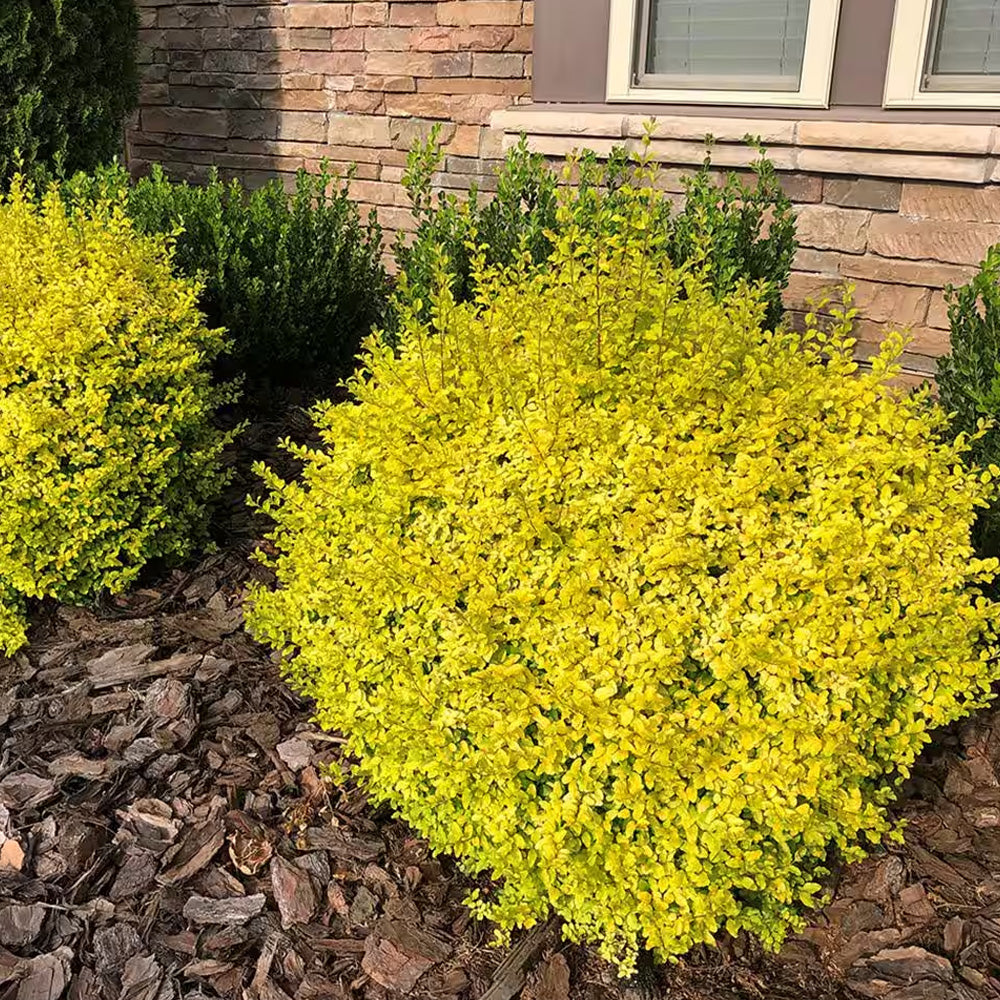 Ligustrum, Sunshine #7 – Greenwood Creek Nursery