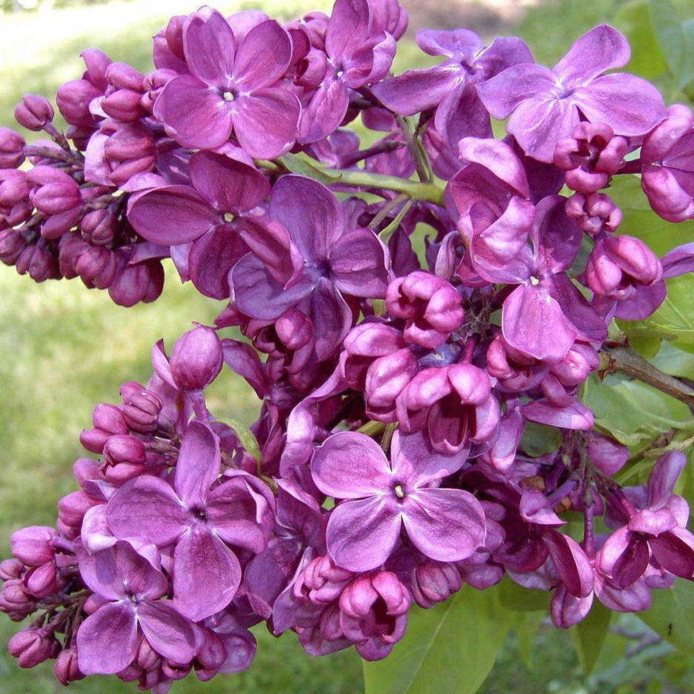 Orders Beautiful Lilacs.