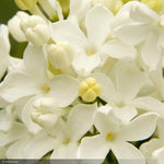 Load image into Gallery viewer, Lilac, Angel White #10