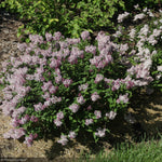 Load image into Gallery viewer, Lilac, Baby Kim #3