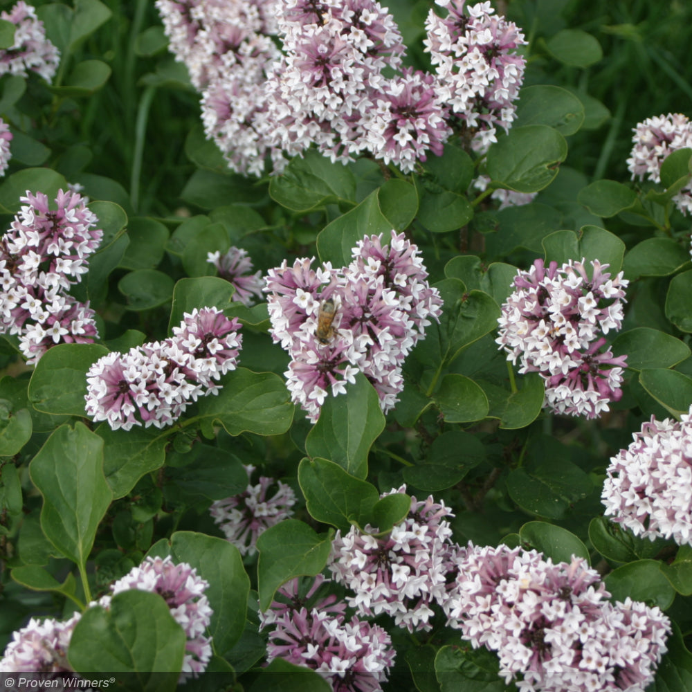 Lilac, Baby Kim #3