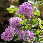 Load image into Gallery viewer, Lilac, Bloomerang Purple #3