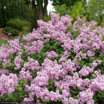 Load image into Gallery viewer, Lilac, Bloomerang PurPink #3