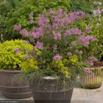 Load image into Gallery viewer, Lilac, Bloomerang Purple TF #7