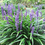 Load image into Gallery viewer, Liriope, Big Blue 4"