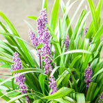 Load image into Gallery viewer, Liriope, Royal Purple #1