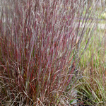 Load image into Gallery viewer, Little Bluestem Grass, Little Red Fox #1