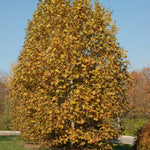 Load image into Gallery viewer, London Planetree, Exclamation #15