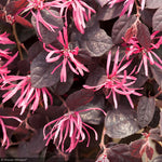 Load image into Gallery viewer, Loropetalum, Jazz Hands Pink #3