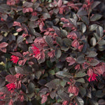 Load image into Gallery viewer, Loropetalum, Purple Daydream #3