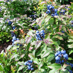 Load image into Gallery viewer, Blueberry, Low Bush #3