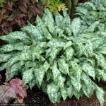 Load image into Gallery viewer, Lungwort, High Contrast #1