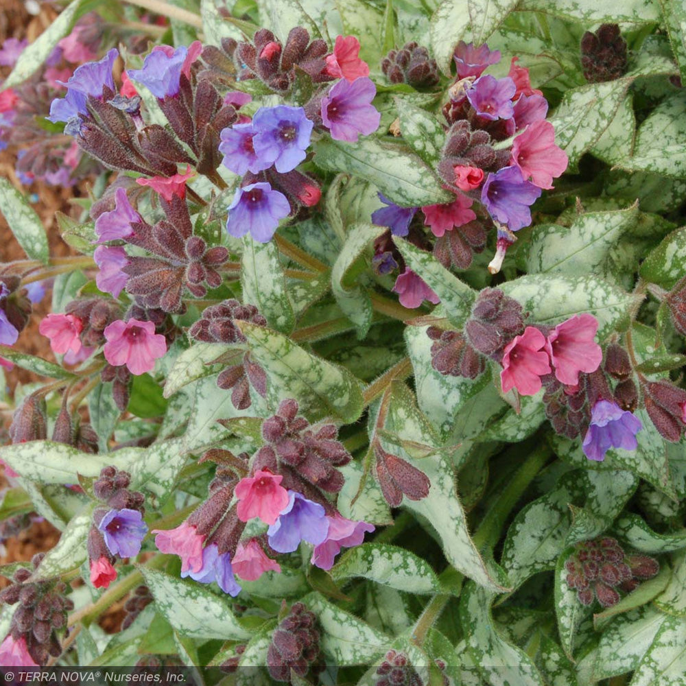 Lungwort, High Contrast #1