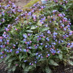 Load image into Gallery viewer, Lungwort, Pink-a-Blue #1