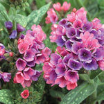 Load image into Gallery viewer, Lungwort, Raspberry Splash #1