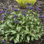 Load image into Gallery viewer, Lungwort, Spot On #1