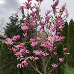 Load image into Gallery viewer, Magnolia, Ann #7