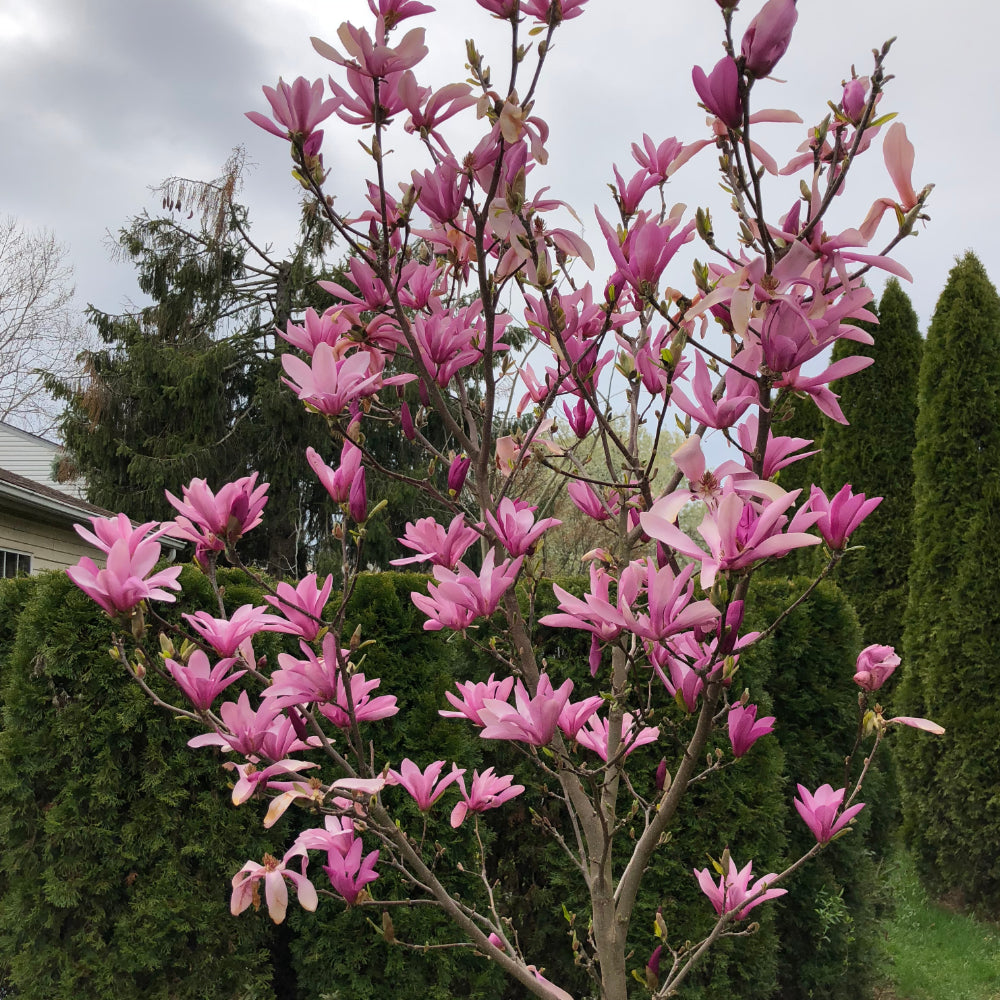 Magnolia！ 7 Gal. Ann Magnolia Flowering Deciduous Tree with Pink