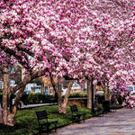 Load image into Gallery viewer, Magnolia, Betty #10