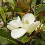 Load image into Gallery viewer, Magnolia, Brakens Brown 8' B&B