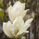 Load image into Gallery viewer, Magnolia, Elizabeth #5