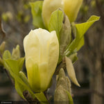 Load image into Gallery viewer, Magnolia, Elizabeth #5