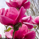 Load image into Gallery viewer, Magnolia, Felix #5