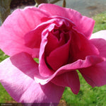 Load image into Gallery viewer, Magnolia, Felix #5