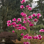 Load image into Gallery viewer, Magnolia, Felix #5
