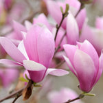 Load image into Gallery viewer, Magnolia, Jane #7
