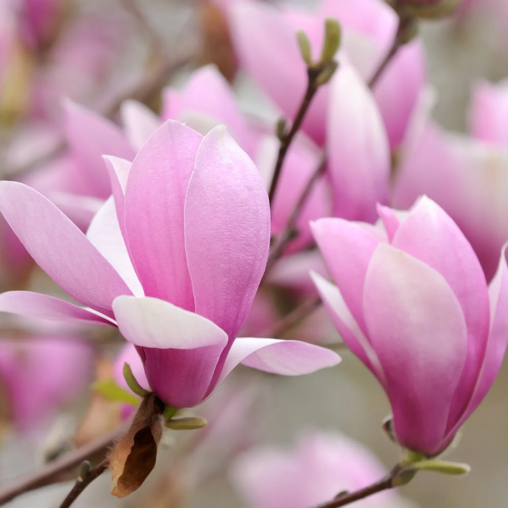 Magnolia, Jane #7