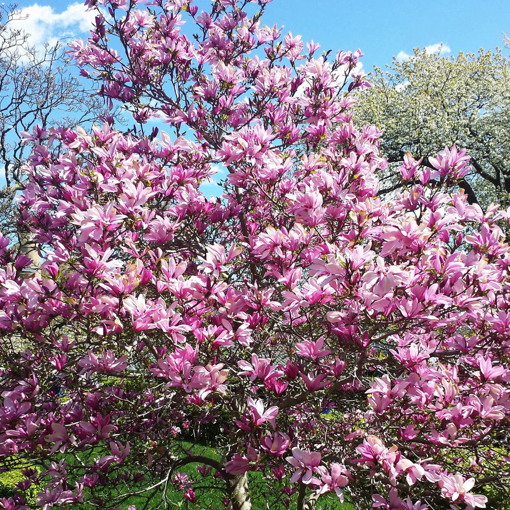 Magnolia, Jane #7