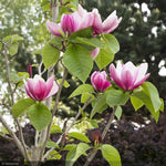 Load image into Gallery viewer, Magnolia, Rose Marie #5